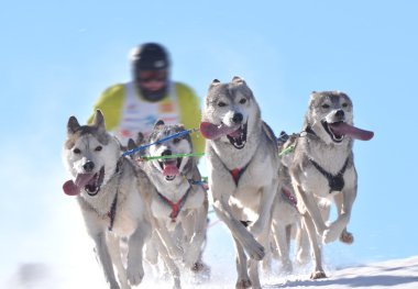 Hız yarış kızak köpekleri