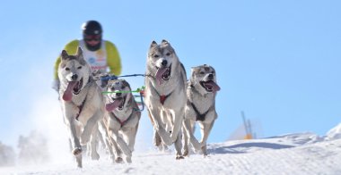 Hız yarış kızak köpekleri