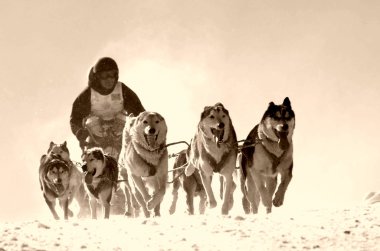 Hız yarış kızak köpekleri