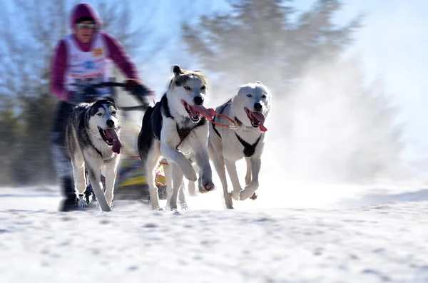 Cani da slitta nelle corse di velocità — Foto Stock