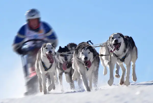 Sledge dogs in speed racing — Stock Photo, Image