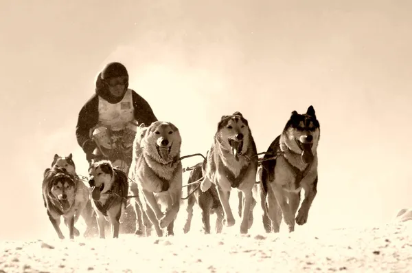 Sledge dogs in speed racing — Stock Photo, Image