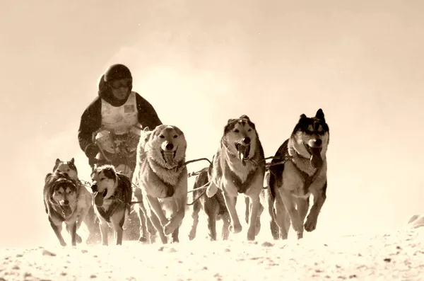 Schlittenhunde im Speed-Rennen — Stockfoto