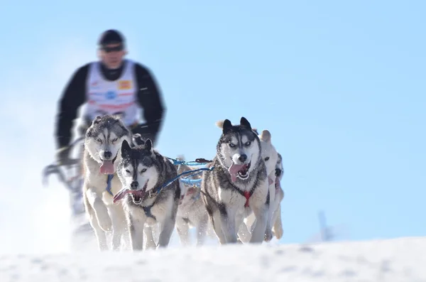 Släde hundar i hastighet racing — Stockfoto