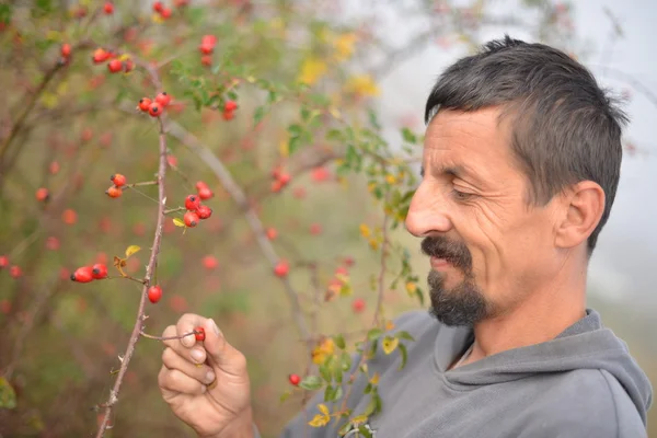 Man picking up wild rose hip — Stock Photo, Image