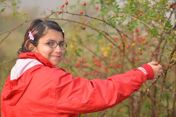 Meisje oppakken van rose hip — Stockfoto