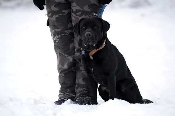 Portrait of dog — Stock Photo, Image