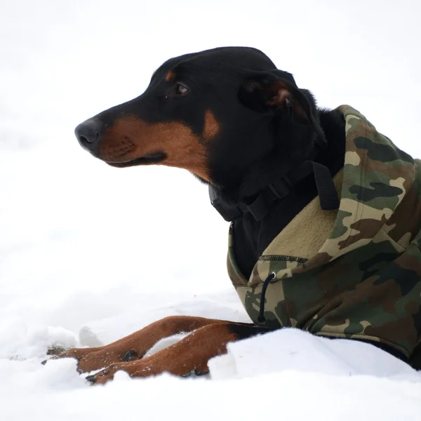 Doberman no inverno — Fotografia de Stock