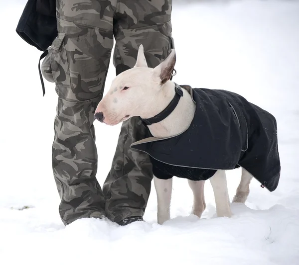 Bull Terrier — Stock Photo, Image