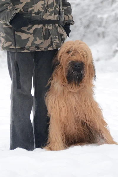 Câine briard — Fotografie, imagine de stoc