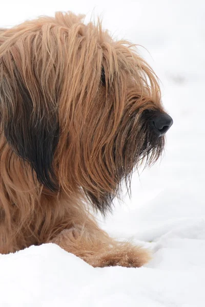 Cão-britânico — Fotografia de Stock