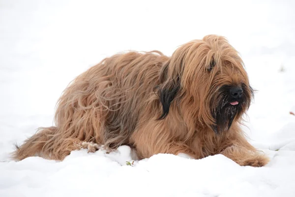 Briard kutya — Stock Fotó