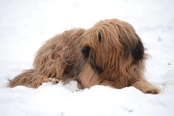 Briard σκυλί — Φωτογραφία Αρχείου