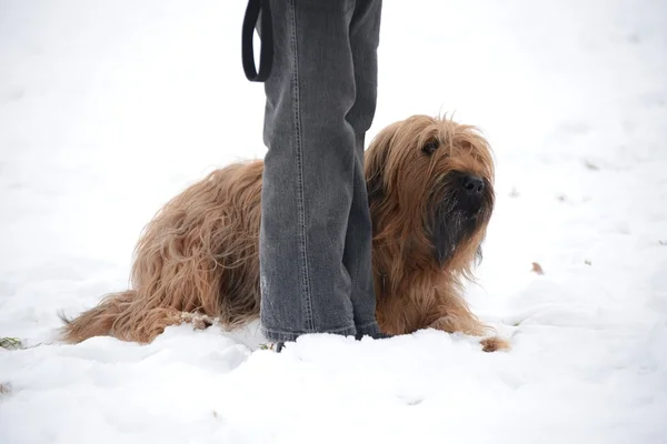 Briard Dog — Stock Photo, Image