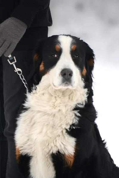 Retrato de cão — Fotografia de Stock