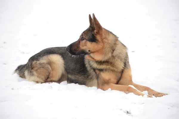 A portrait of german shepherds in snow — Stock Photo, Image