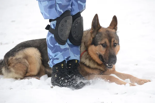 A portrait of german shepherds in snow — Stock Photo, Image