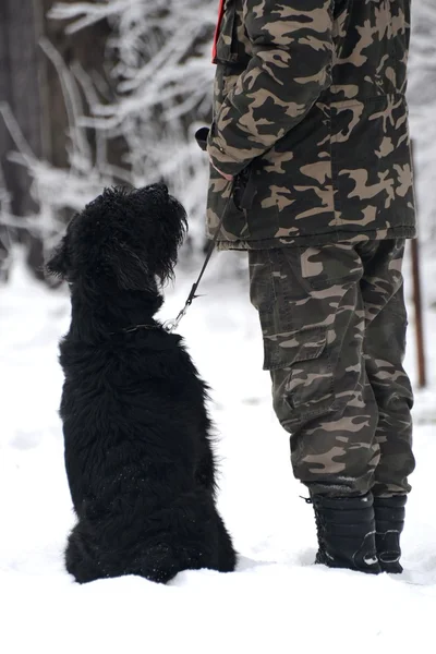 Giant Schnauzer — Stock Photo, Image