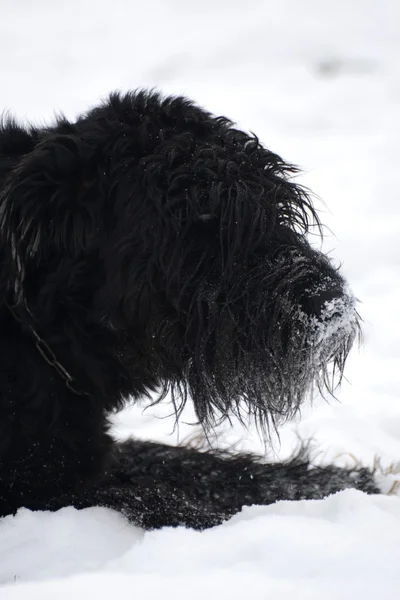 Giant Schnauzer — Stock Photo, Image