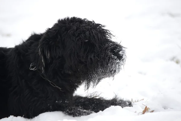 Schnauzer gigante — Fotografia de Stock