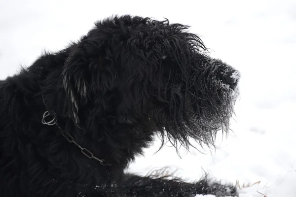 Schnauzer gigante — Fotografia de Stock