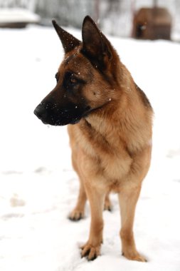 Alman çoban köpeği.