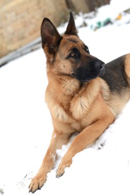 Karda Alman çobanlarının portresi.