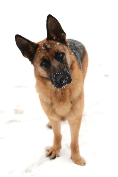 German Shepherd dog — Stock Photo, Image