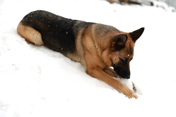 Deutscher Schäferhund — Stockfoto