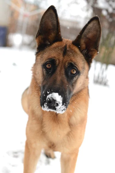 A portrait of german shepherds in snow — Stock Photo, Image