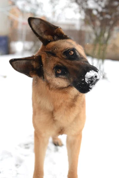 Um retrato de pastores alemães na neve — Fotografia de Stock