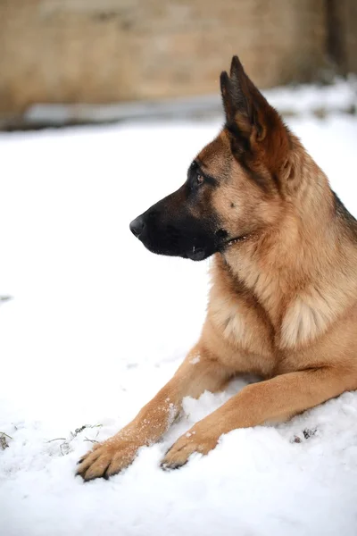 雪の中のドイツの羊飼いの肖像画 — ストック写真