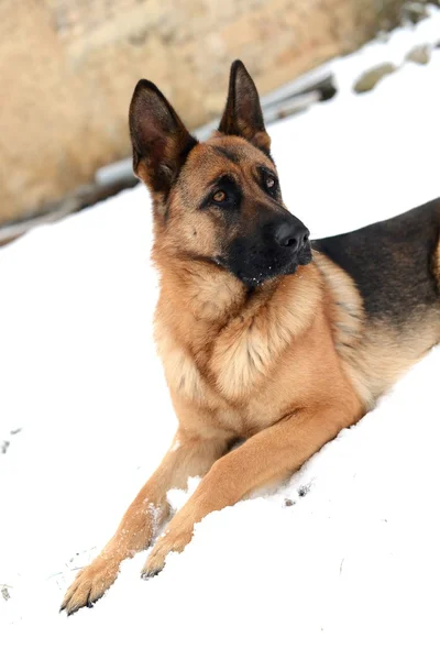 Een portret van Duitse herders in de sneeuw — Stockfoto