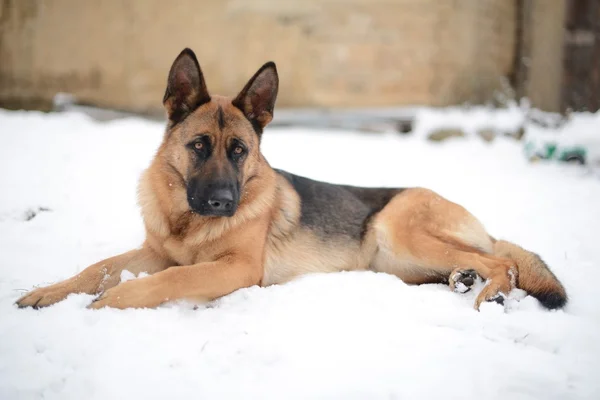 A portrait of german shepherds in snow — Stock Photo, Image