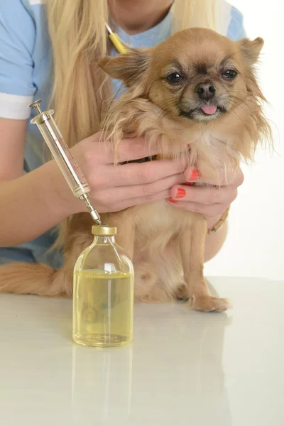 Veterinaria usando tecnología con un perrito aislado sobre un fondo blanco — Foto de Stock