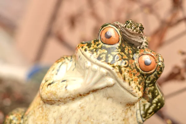 Lustiger Frosch — Stockfoto