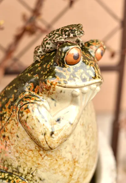 Vtipná žába — Stock fotografie