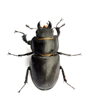 dişi geyik böceği - lucanus cervus