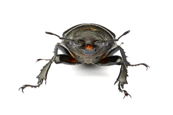 Female Stag Beetle - Lucanus cervus — Stock Photo, Image