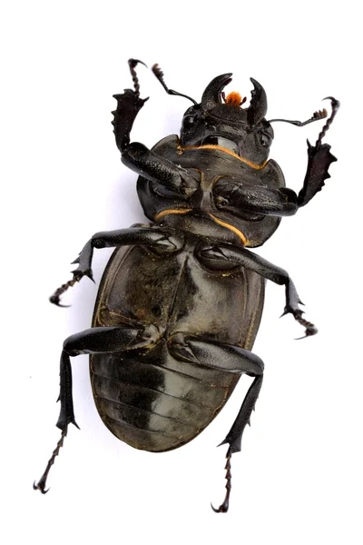 Escaravelho fêmea - Lucanus =us — Fotografia de Stock