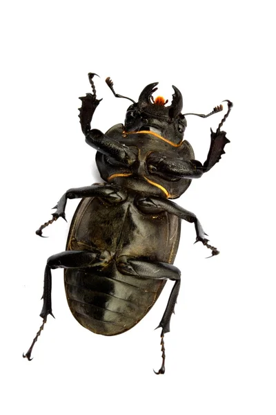 Female Stag Beetle - Lucanus cervus — Stock Photo, Image