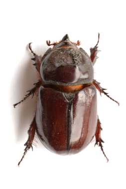 Avrupa rhinoceros beetle erkek