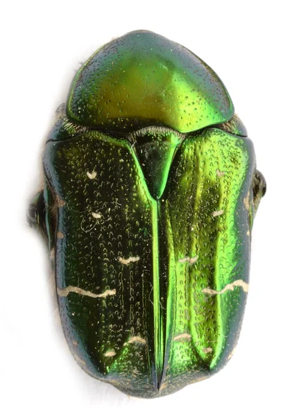 Shiny Green Beetle — Stockfoto