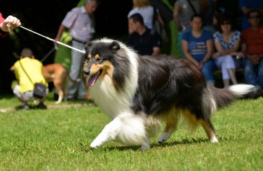 güzel collie köpek portre
