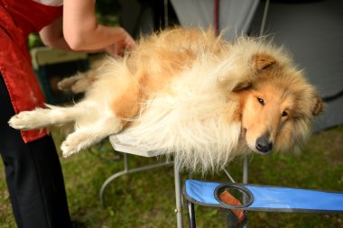 güzel collie köpek portre