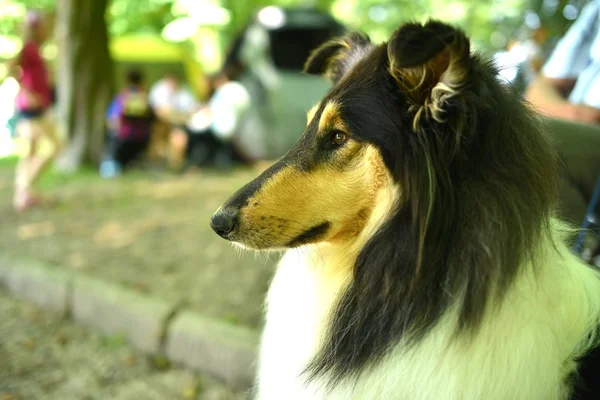 Güzel collie köpek portre — Stok fotoğraf