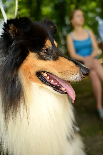 Piękne collie pies portret — Zdjęcie stockowe