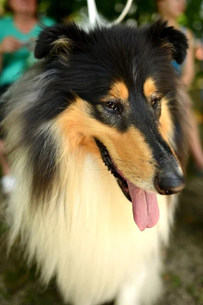 Güzel collie köpek portre — Stok fotoğraf