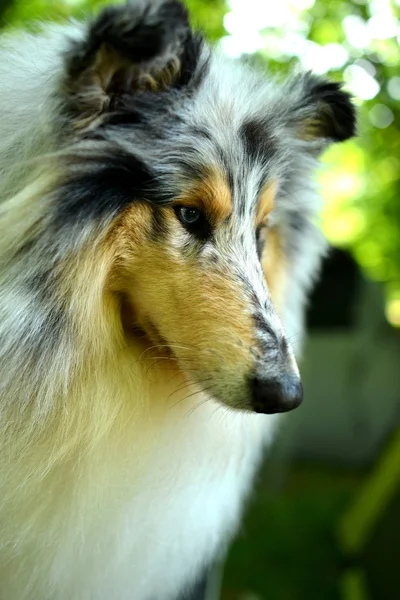 Piękne collie pies portret — Zdjęcie stockowe