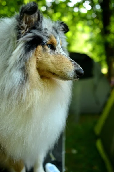 Beautiful Collie dog portrait — Stock Photo, Image